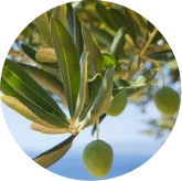 Oleuropein (Olive Leaf Extract)