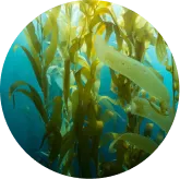 Fucoidan (Japanese Sea Kelp)