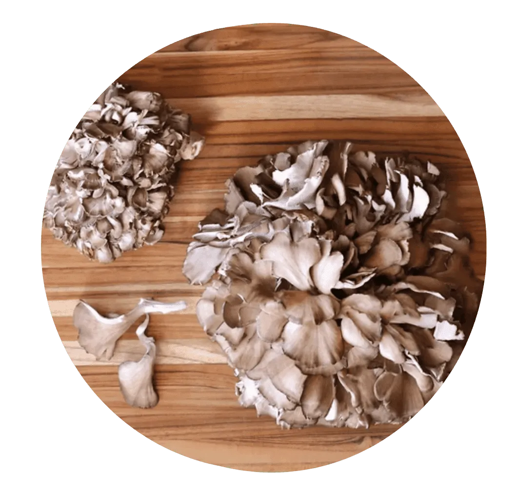 Maitake Mushroom Extract