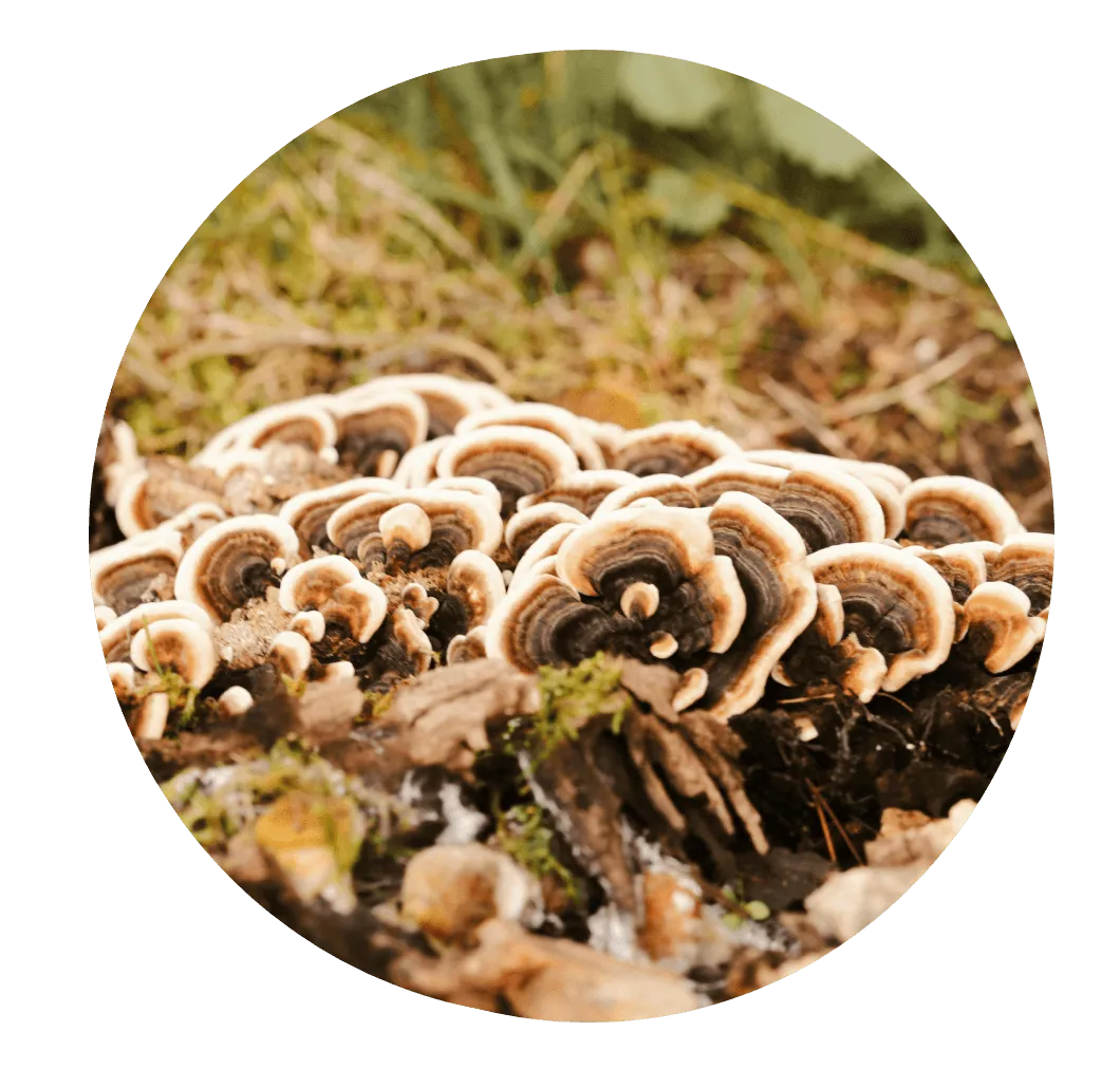 Turkey Tails Extract