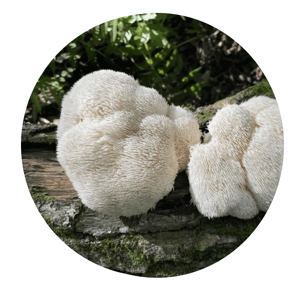 Lions Mane