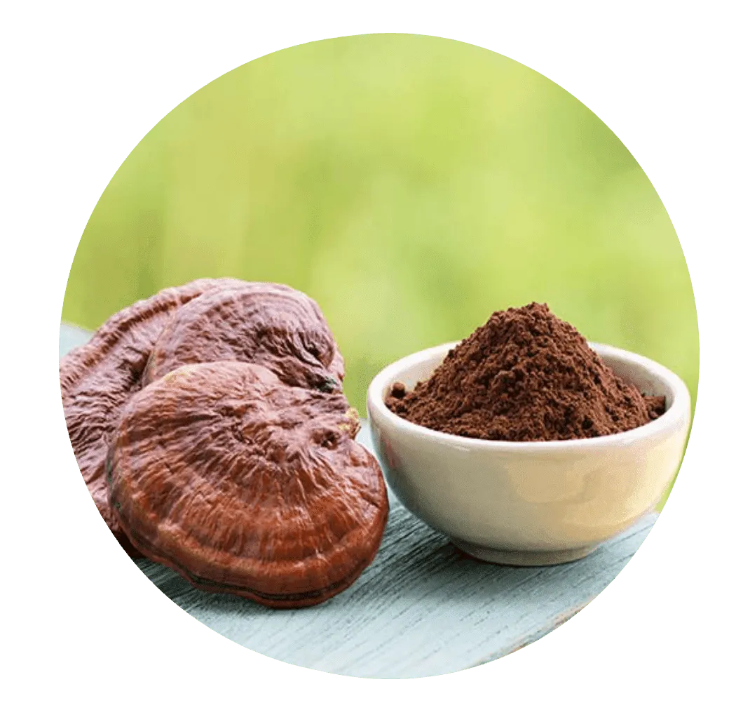 Reishi Mushroom Extract