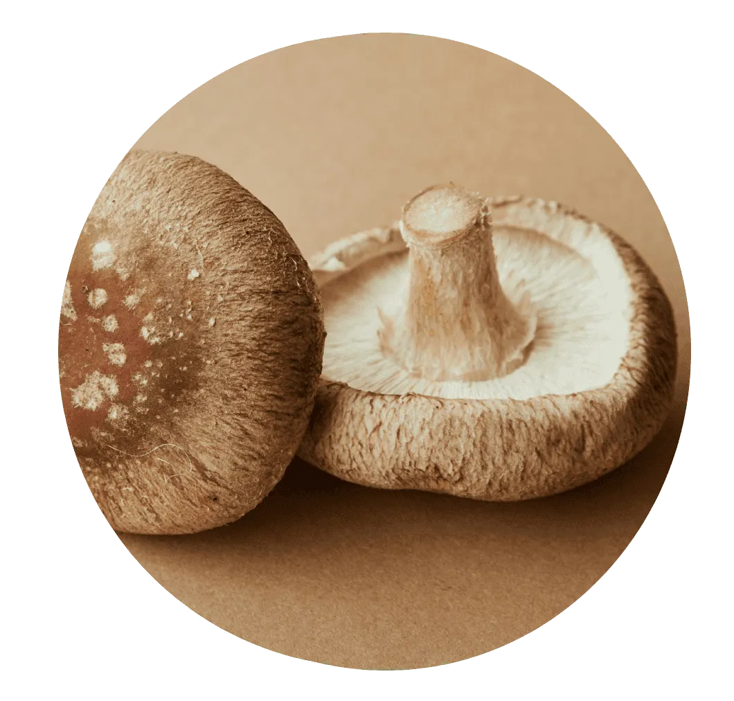 Shiitake Mushroom Extract