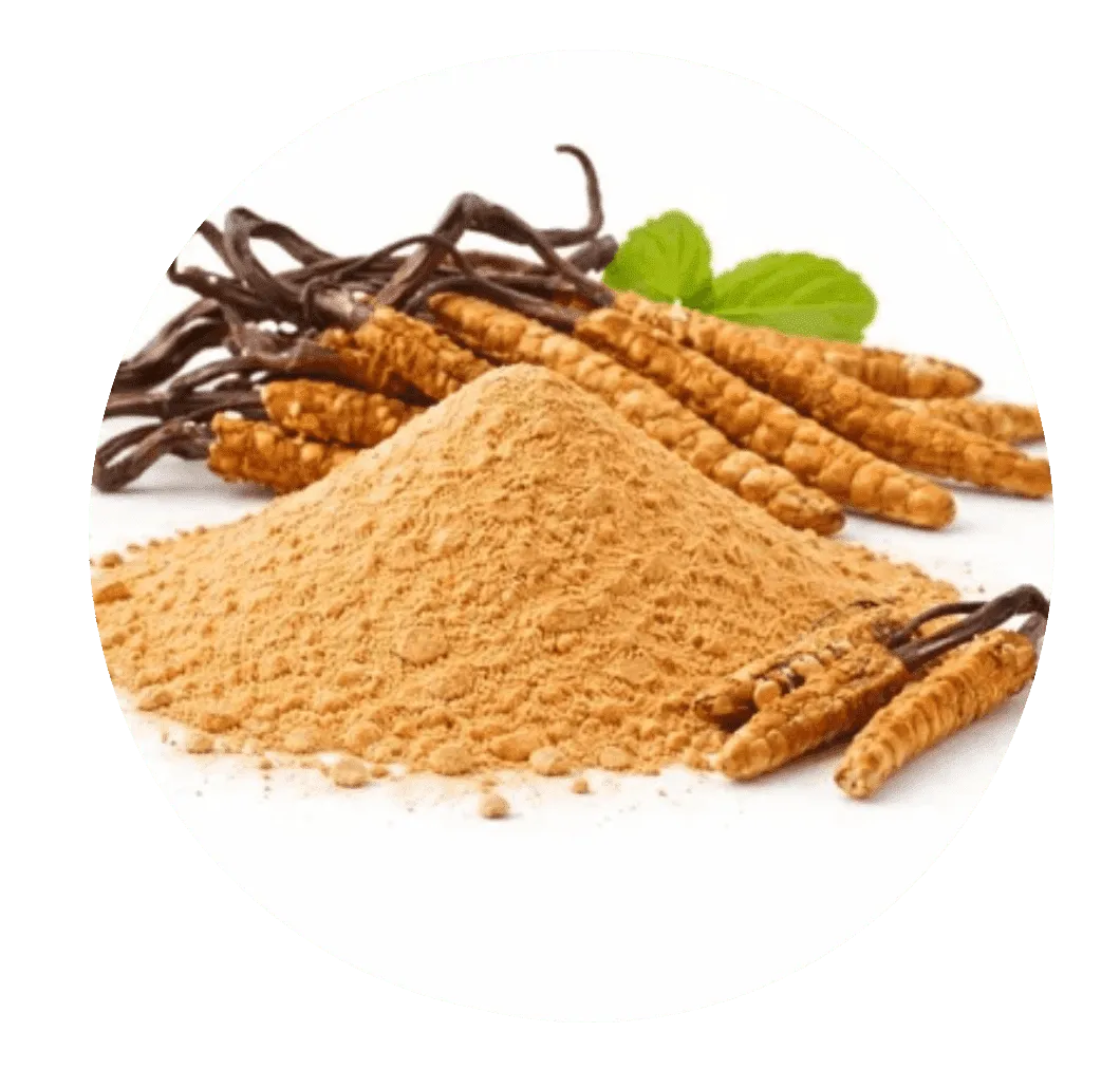 Cordyceps Sinensis Powder