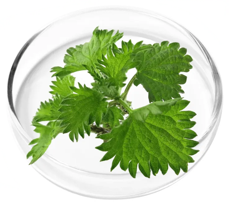 Chlorophyllin