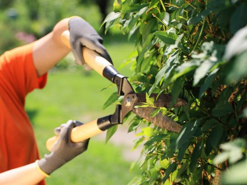 Hedge Trimming in Morristown