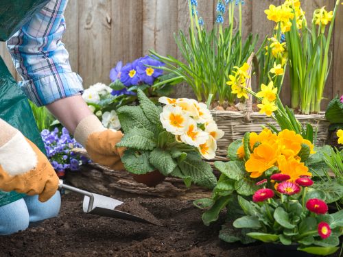 Landscape Planting in Morristown