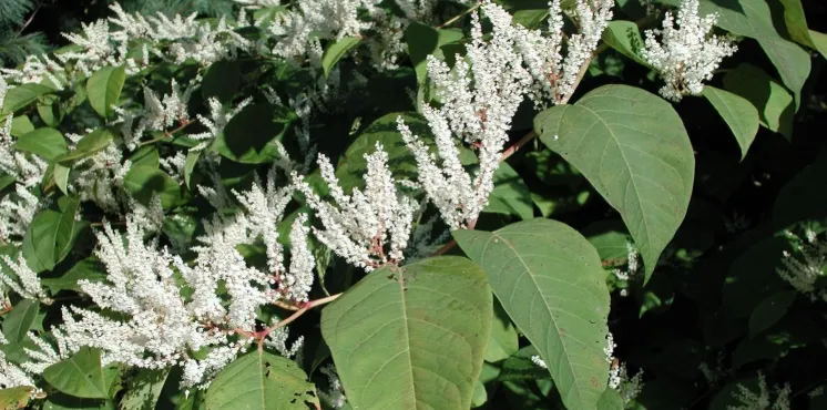 Japanese Knotweed Contaminated Soil Disposal in BC — What the Rules Actually Require