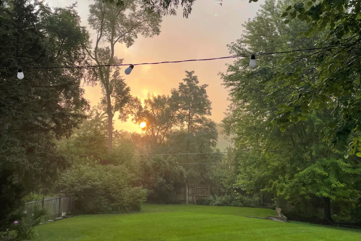 Calm serene photo of backyard grass and trees and early morning rising sun