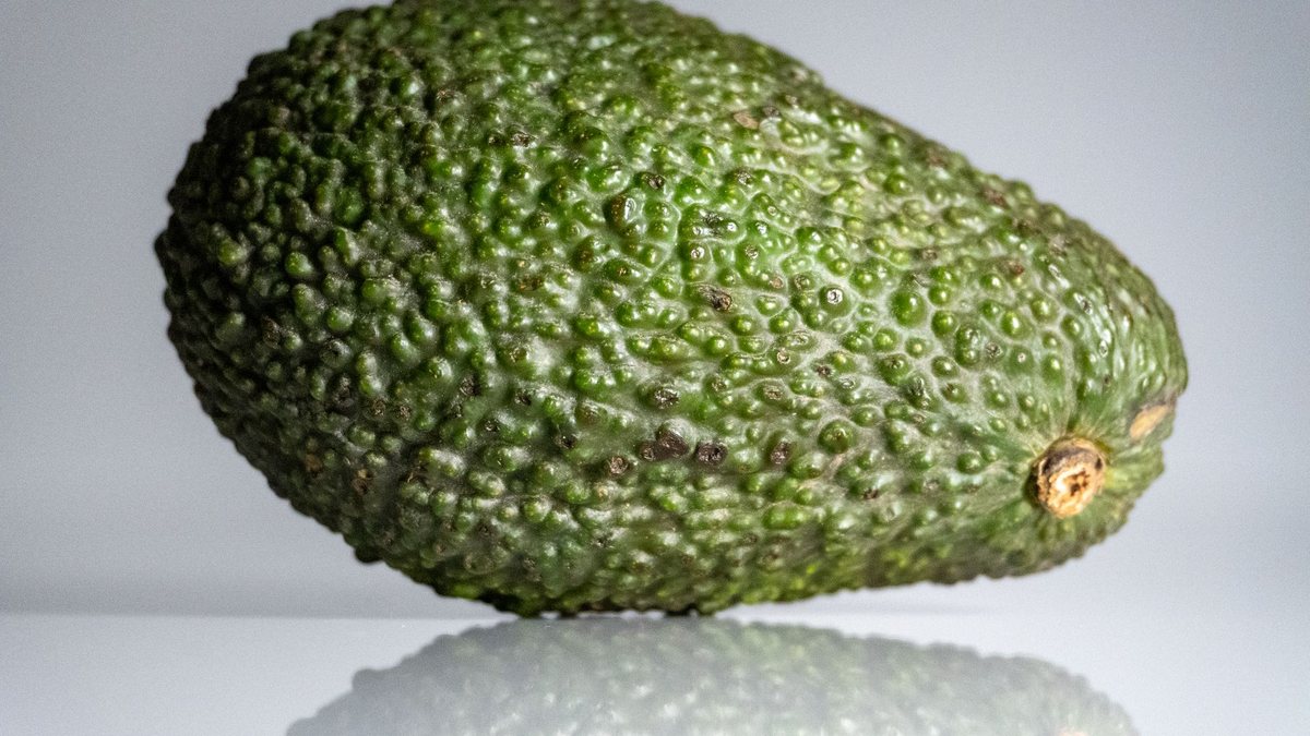 Single export-size Ugandan Hass avocado with pebbly mature-green skin, the count-graded fruit packed 14 to 20 per 4 kg export carton