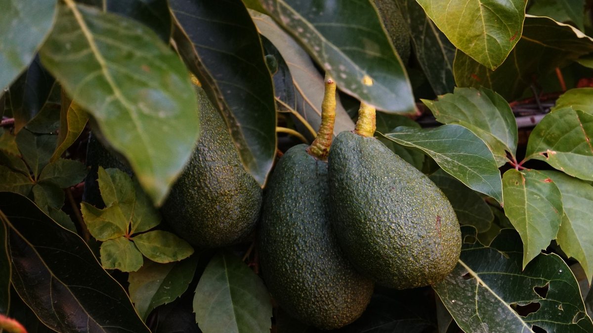 Hass avocado trees carrying developing fruit under a dense leaf canopy, the cool high-altitude growing profile behind Uganda's counter-season window