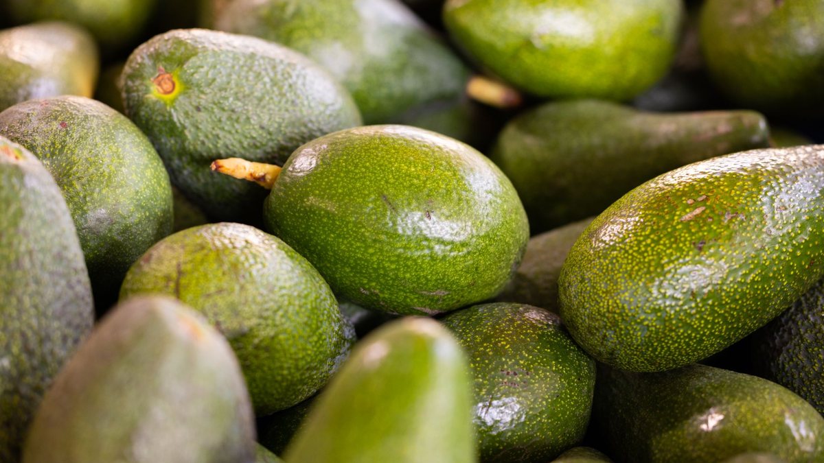 Pile of freshly picked mature-green Hass avocados at harvest, dry-matter tested fruit ready for packhouse grading and airfreight export