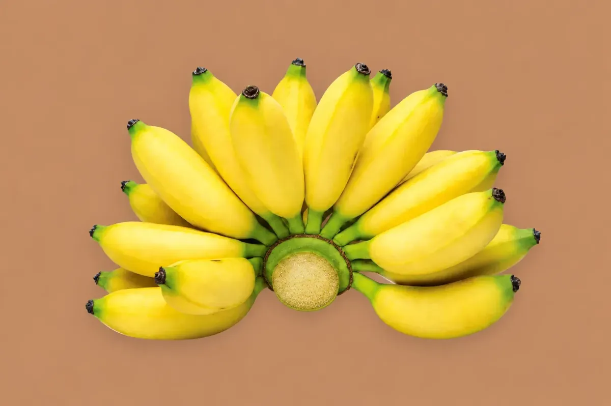 Hand of ripe Ugandan Sukali Ndizi apple bananas, short plump yellow fingers with green tips fanned around a cut green crown, the sweet dessert cultivar Mashamba hand-grades and airfreights from Entebbe