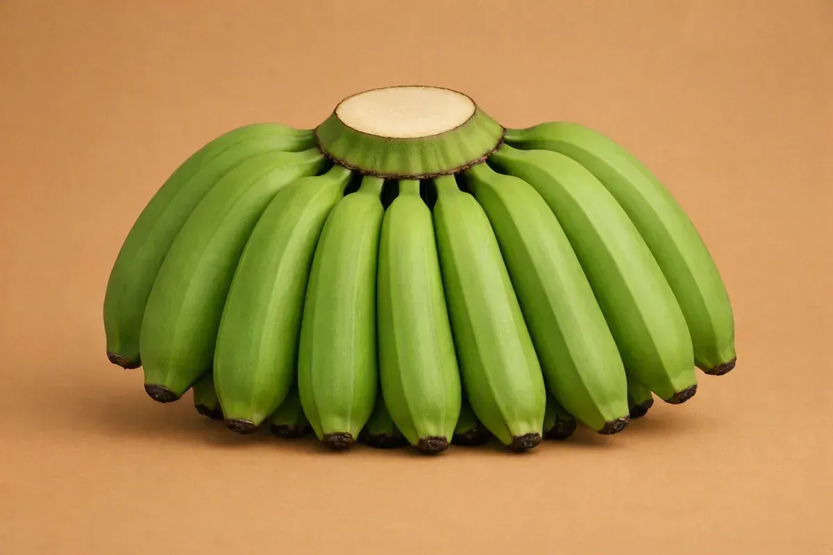 Hand of fresh green Ugandan matoke cooking bananas on a cut crown, export-graded by Mashamba for wholesale and diaspora buyers