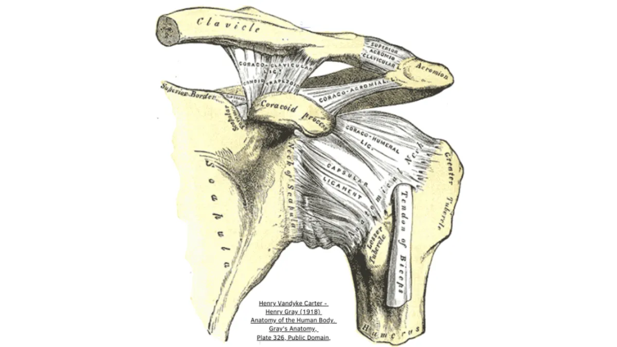 Rethinking Shoulder Pain