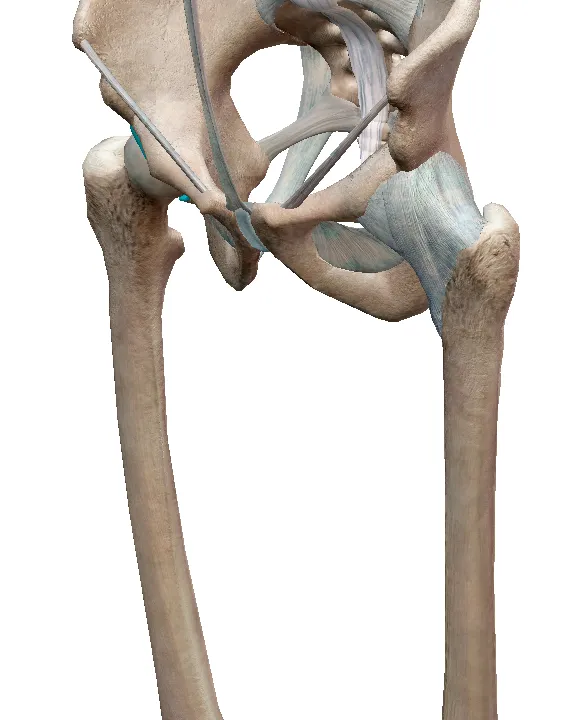Hip Stability - More Than Just Local Weakness