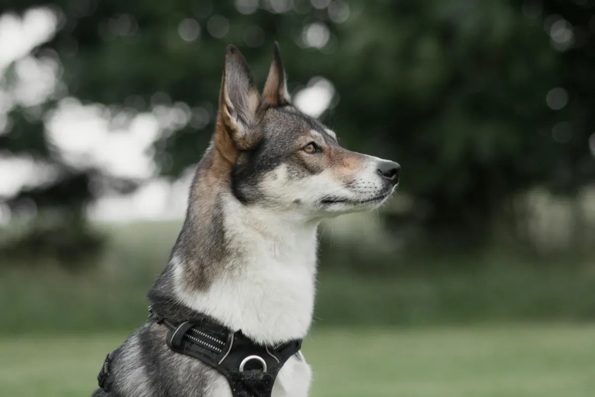 Private, Mobile, In-Home and Behavior Modification Dog Training in Las Vegas, Nevada