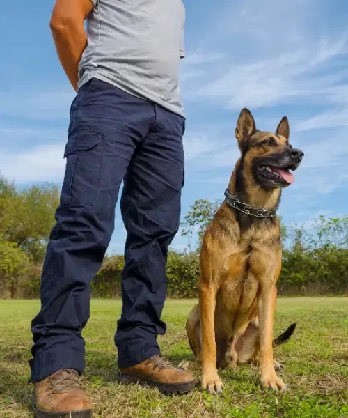 Private, Mobile, In-Home and Behavior Modification Dog Training in Las Vegas, Nevada
