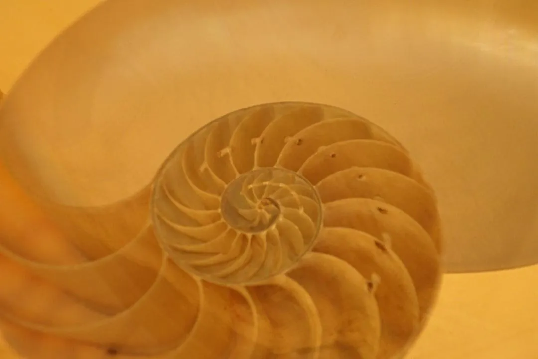 spiral shell