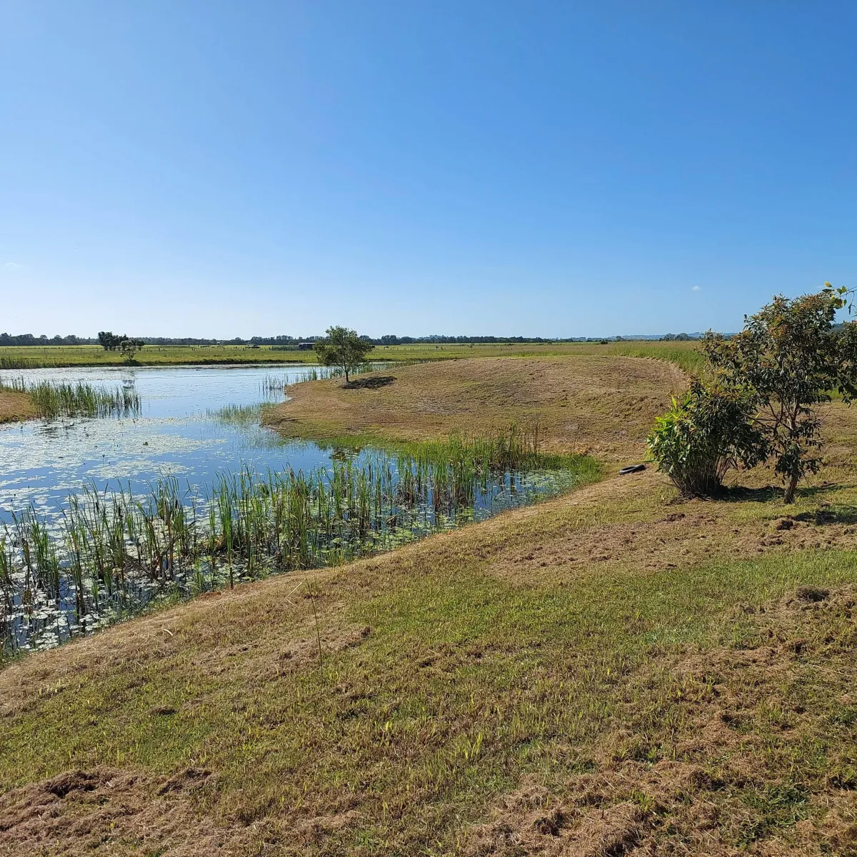 brush cutting sunshine coast