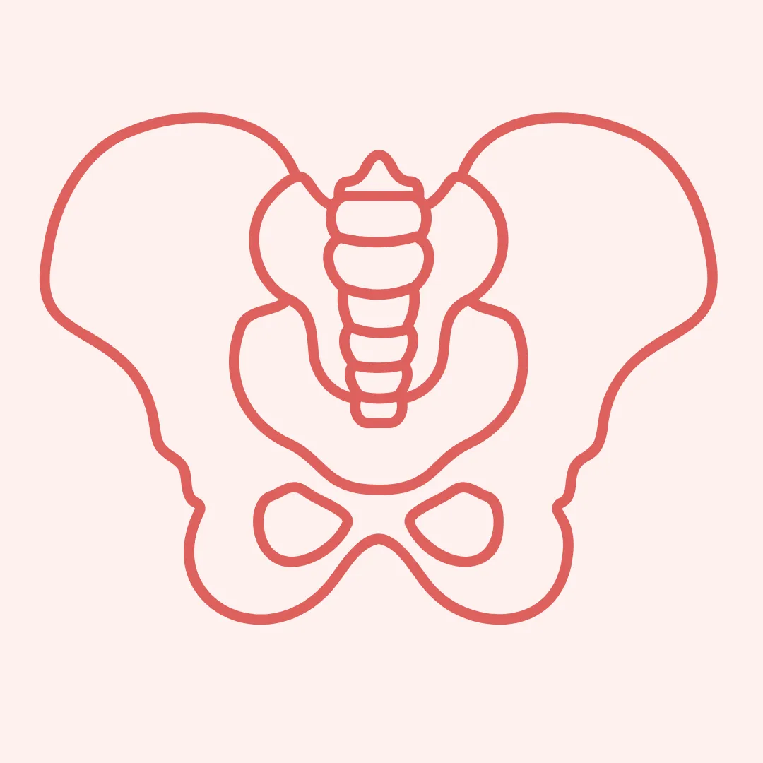 pelvic floor