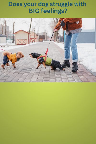 Reactive Dog Behavior: What BIG Feelings Are Telling You