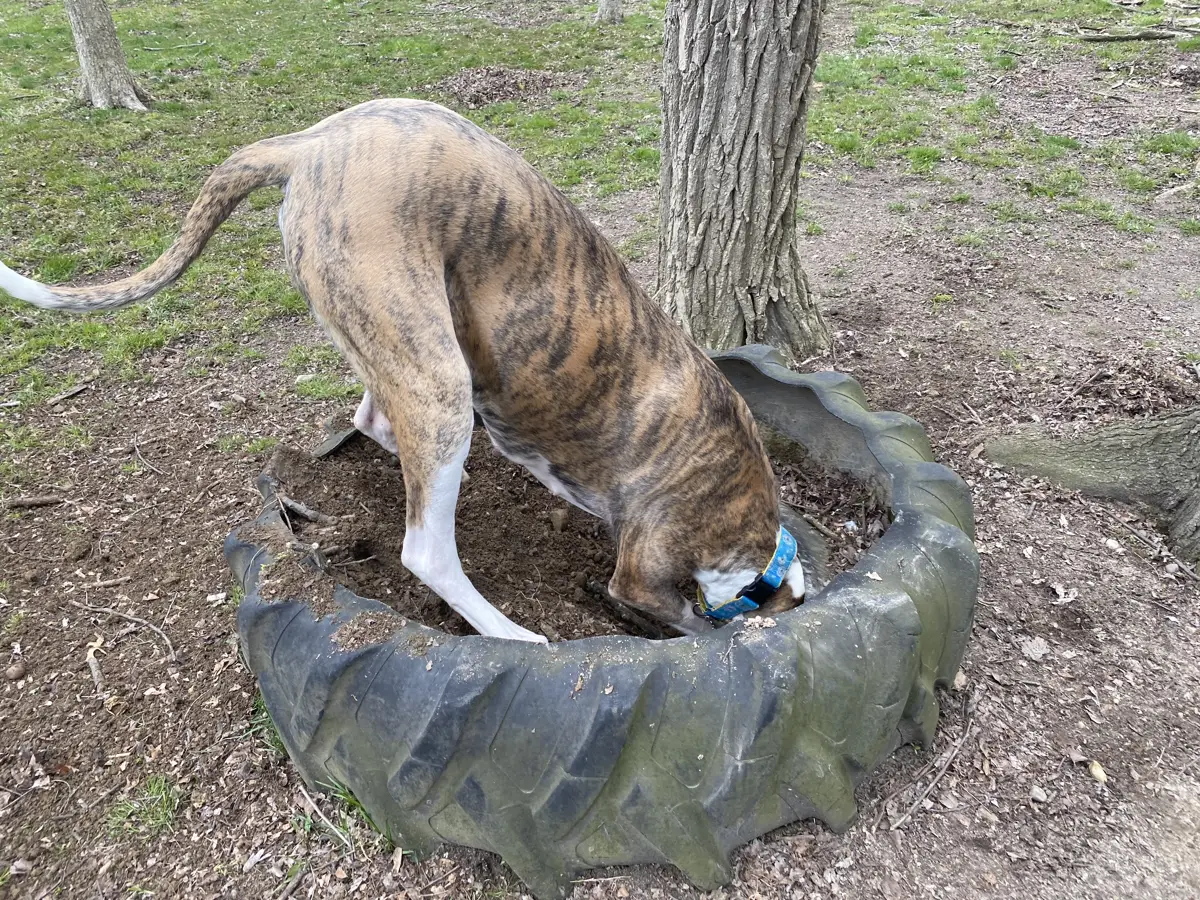 What Is Dogscaping? Designing a Home and Yard Your Dog Can Thrive In