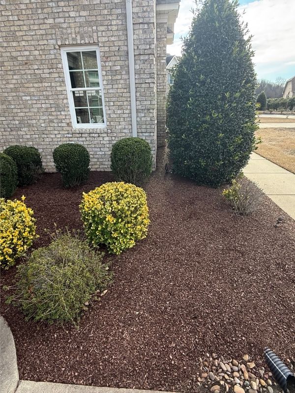 Shrub and tree pruning services in Greenville, NC