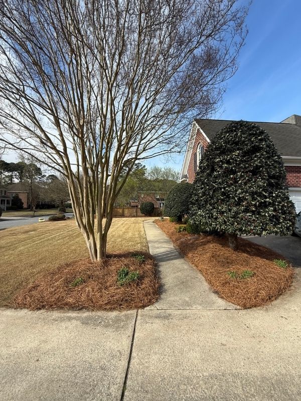 Pine straw installation in Greenville, NC