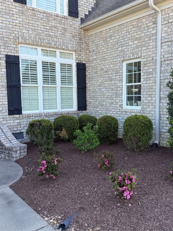 Shrub and tree pruning in Greenville, NC