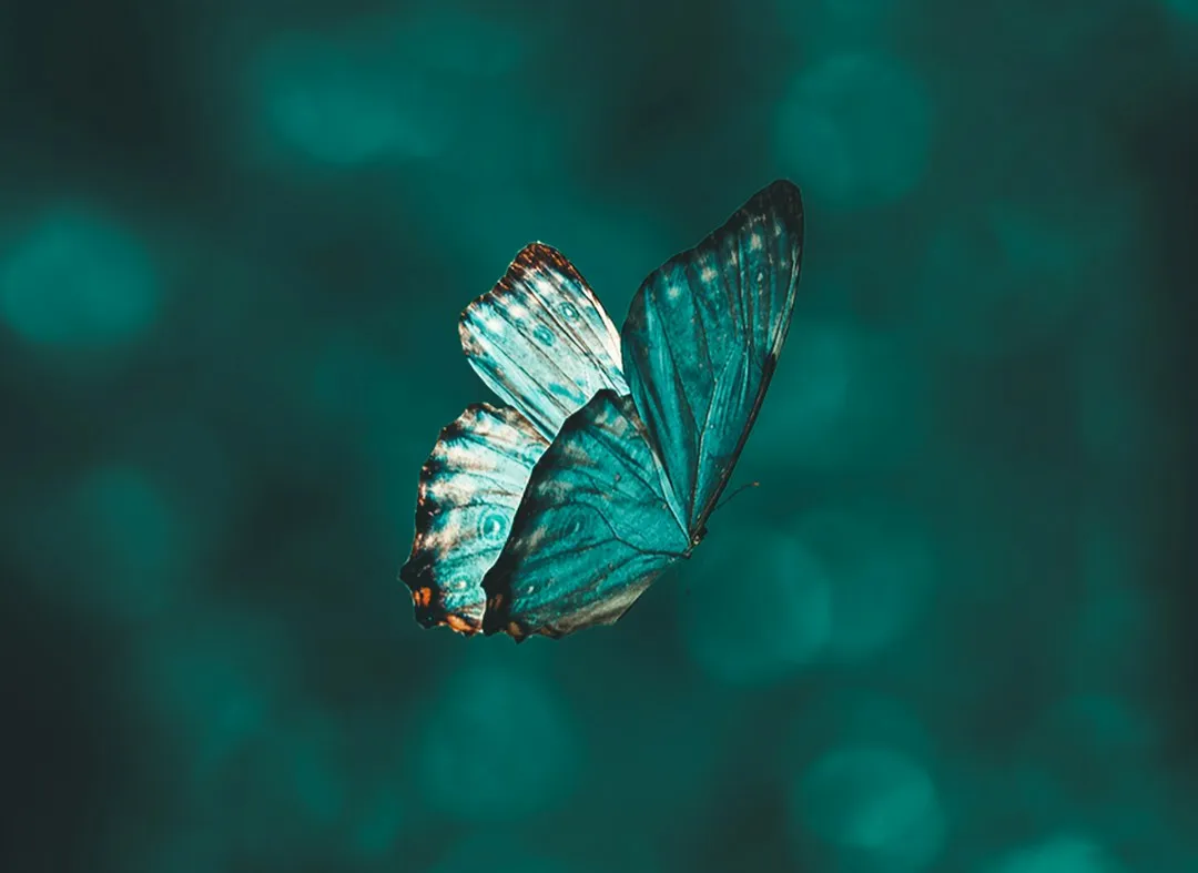 Butterflies vs Anxiety