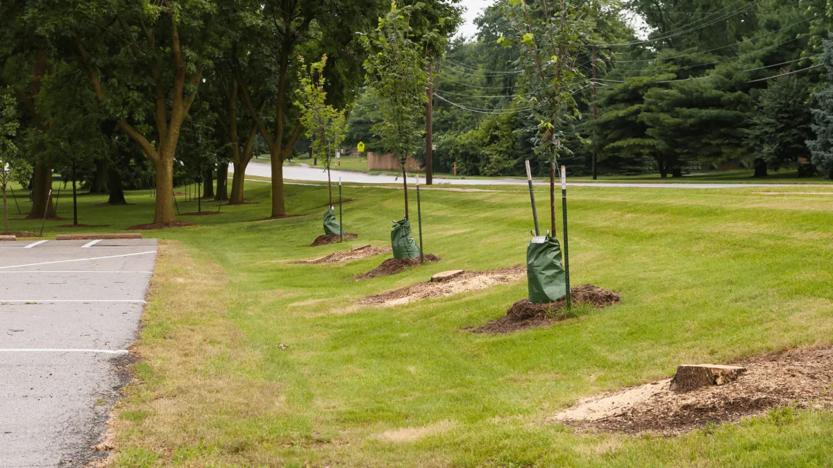 Tree Removal