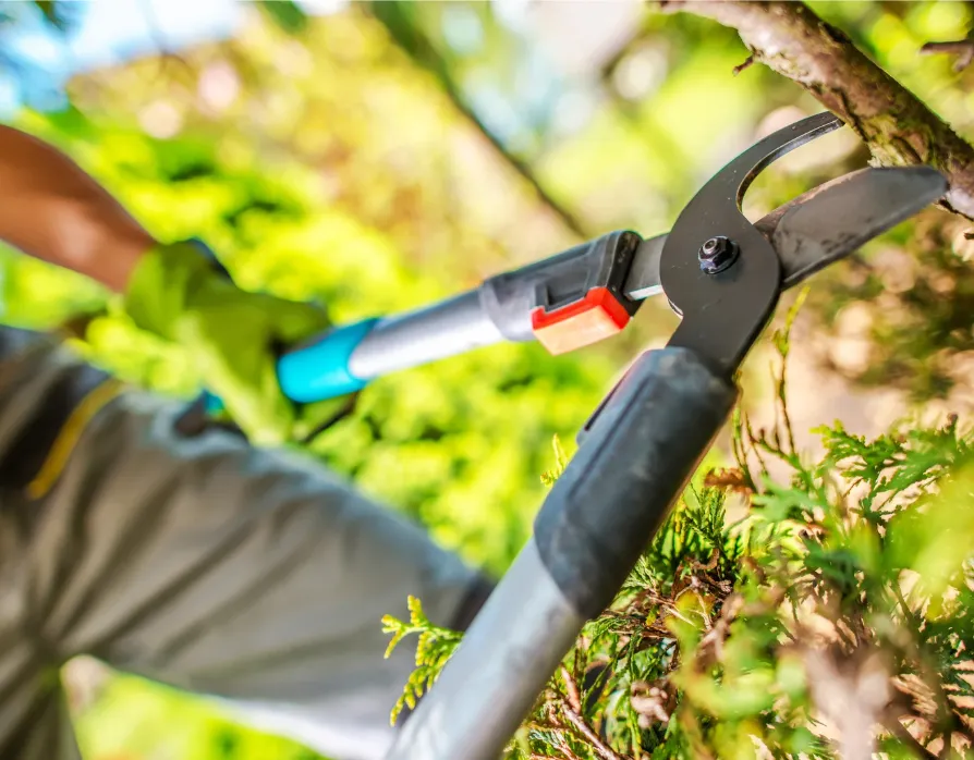 Tree Trimming in Mankato