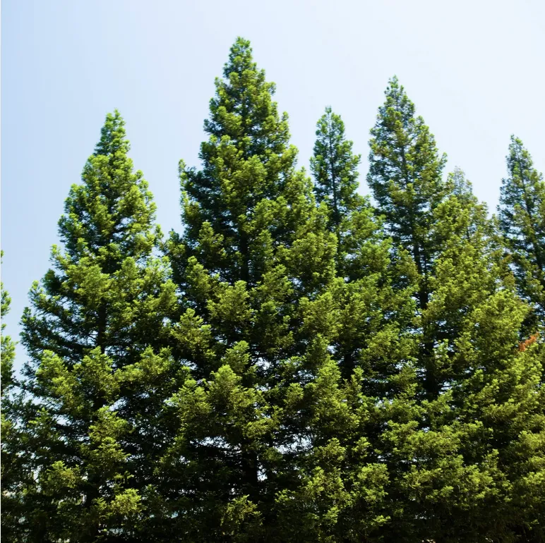 North Mankato Tree Trimming