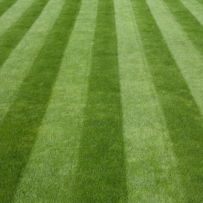 {{ custom_values.service_1 }} in {{custom_values.biz_area_1})