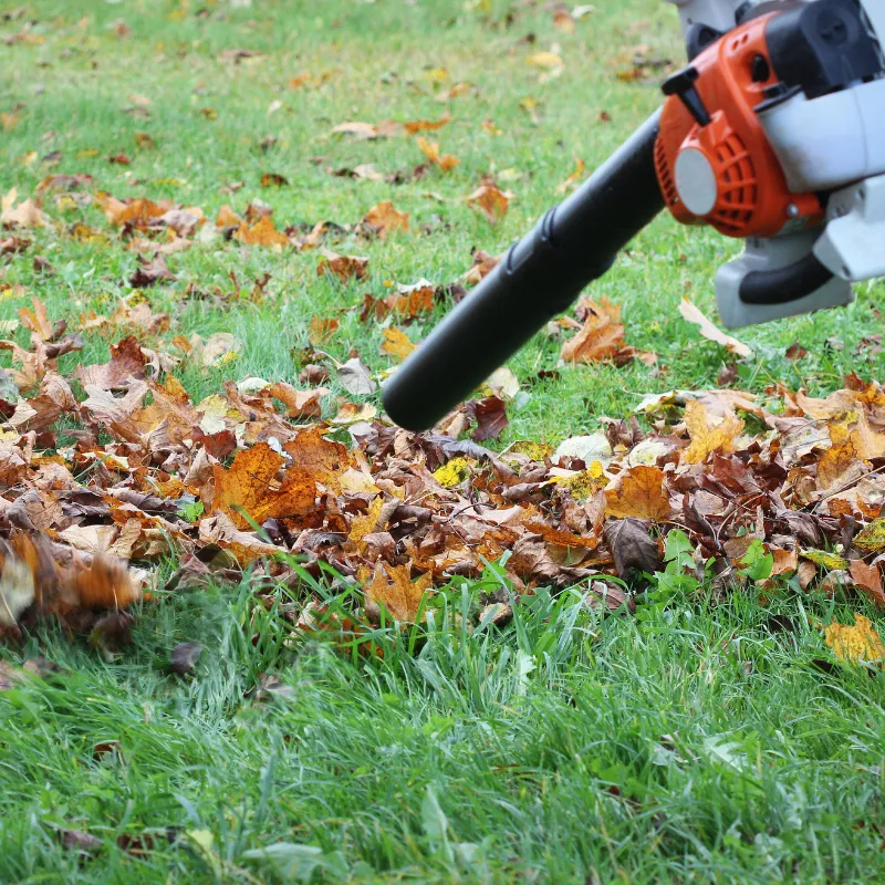 Seasonal Cleanup in Orlando