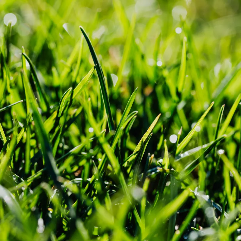 Winter Park Mowing