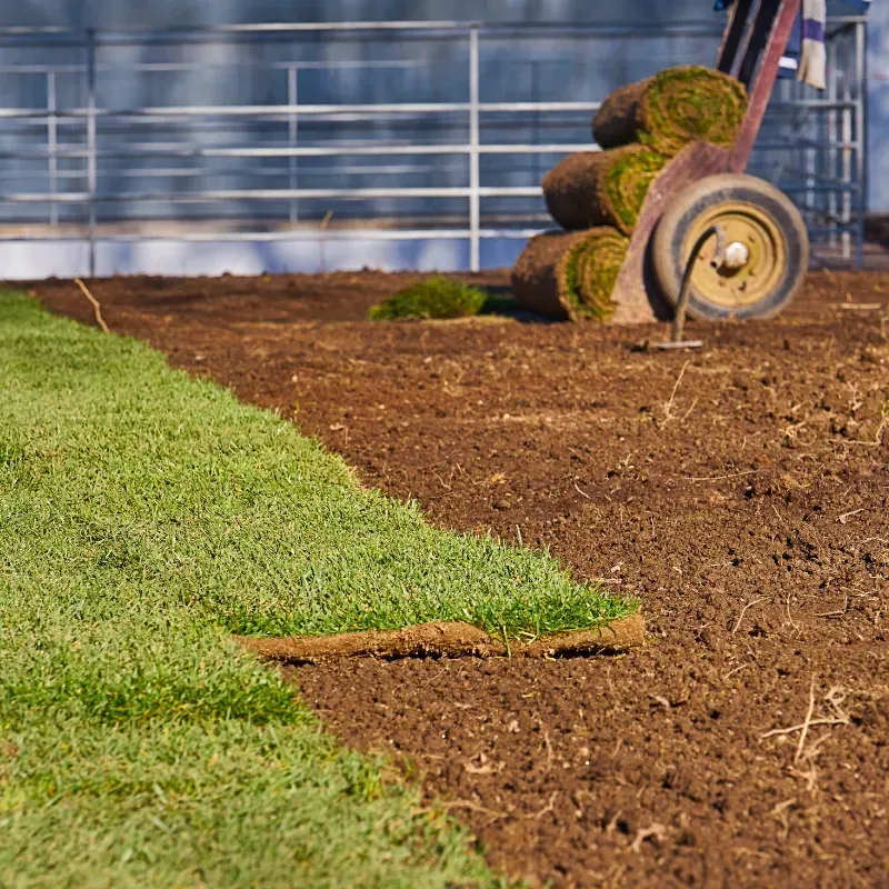 Winter Park Sod Replacement