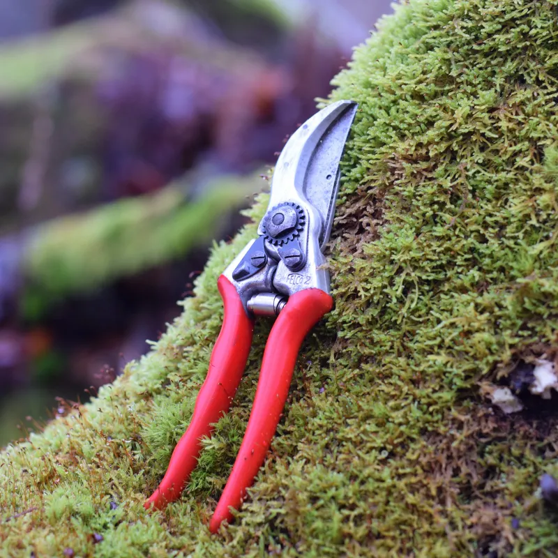 Winter Park Pruning