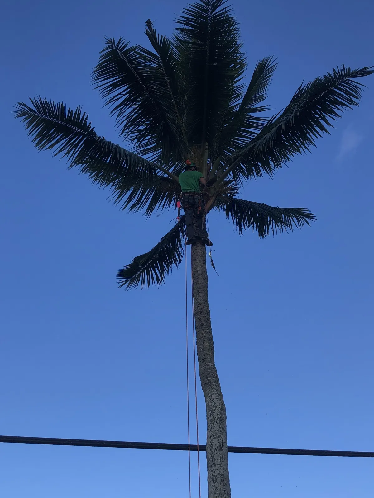 Professional Arborist trimming a coconut palm tree and treating for Coconut Rhinoceros Beetle in Kailua Oahu