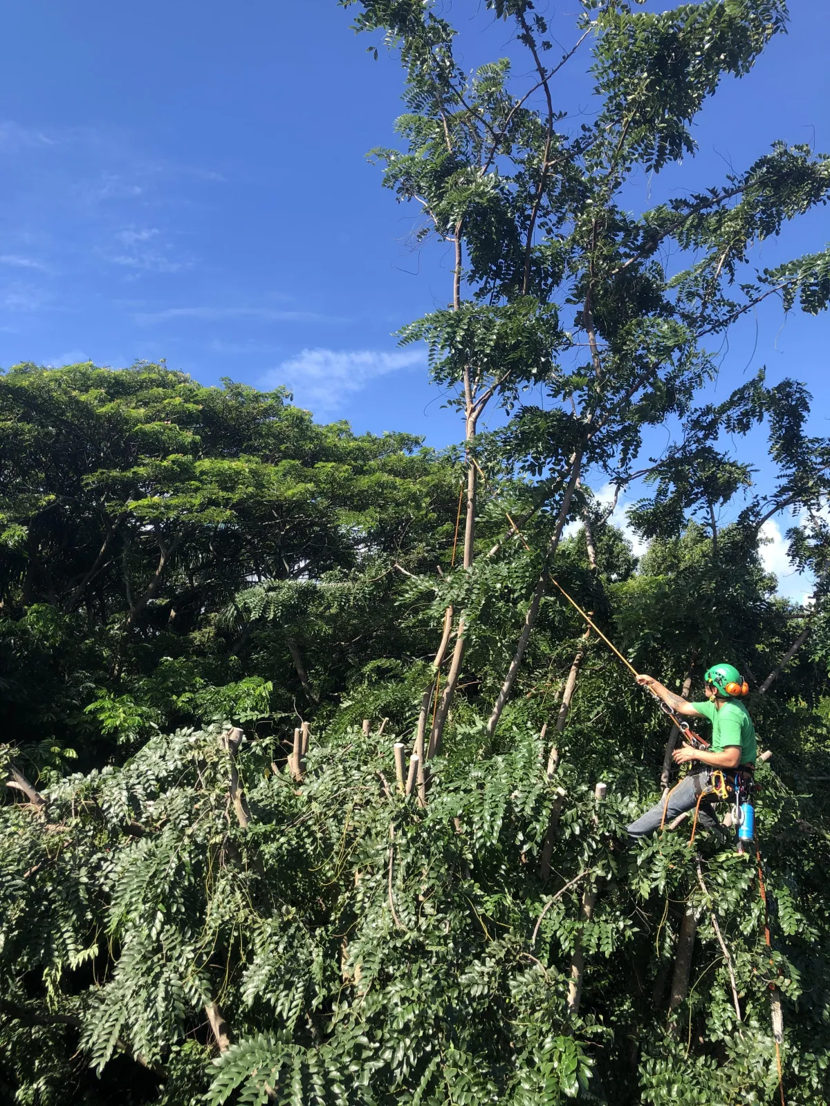 Professional arborist climbing and removing a dangerous invasive Albizia tree in Kaneohe Oahu