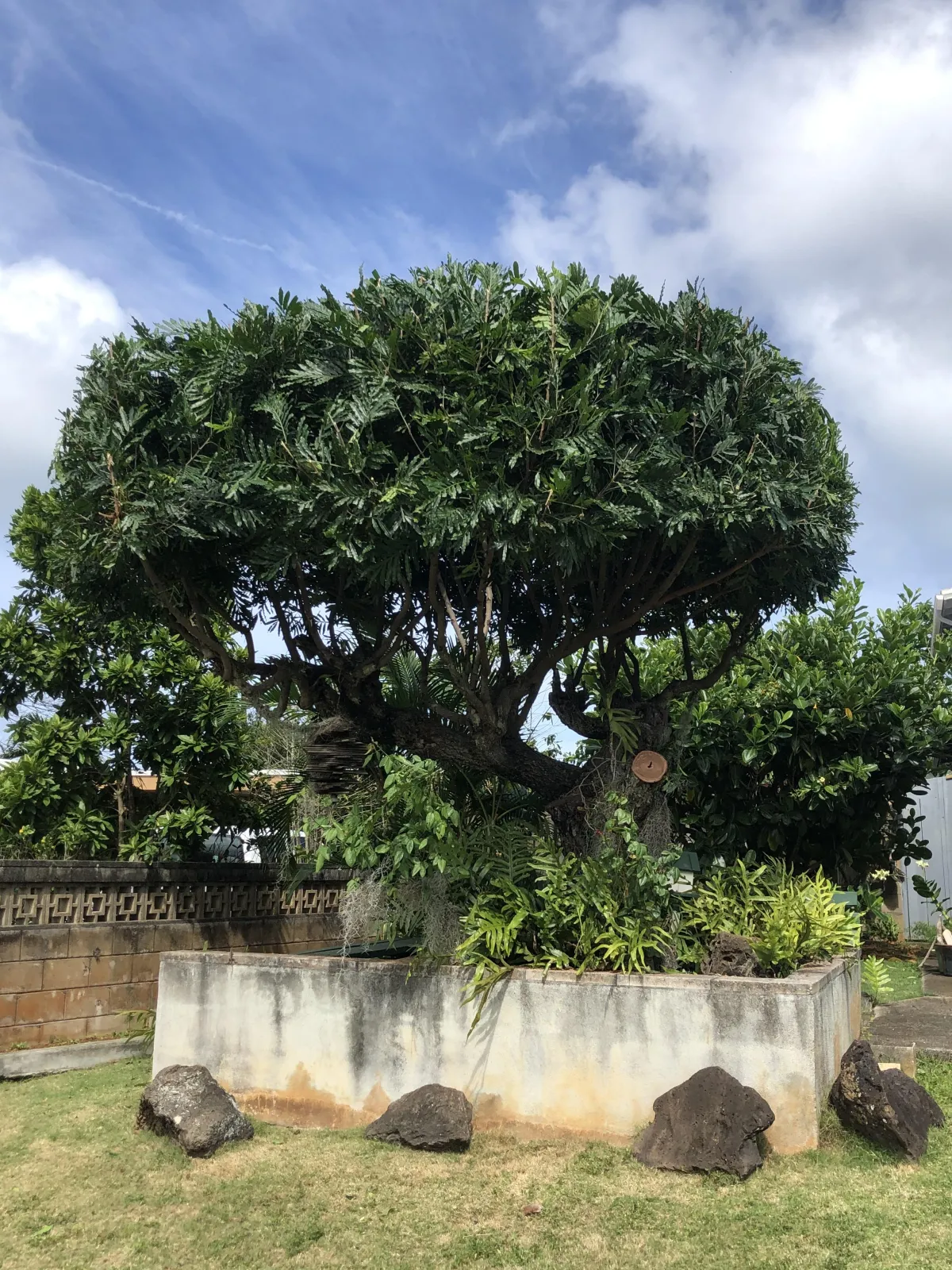 Ulu (Breadfruit) tree trimmed and topped to perfection in Kailua