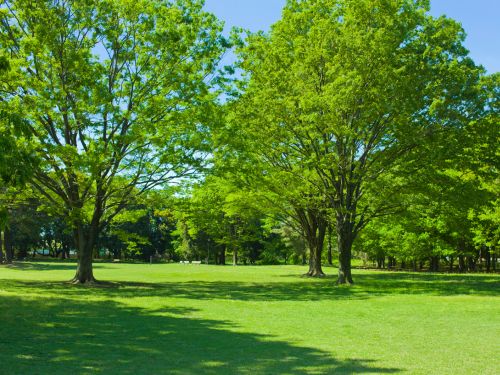 Tree Trimming in Green Bay