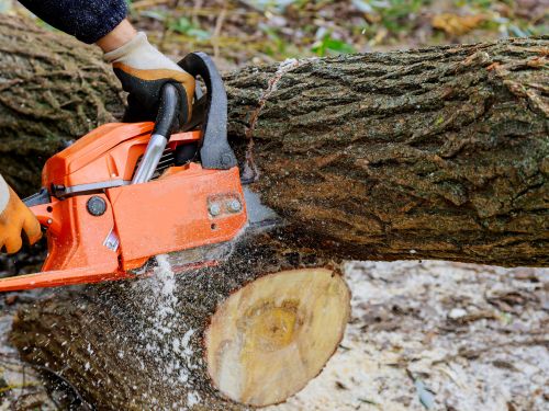 Tree Removal in Green Bay