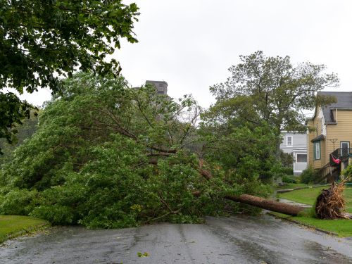 Emergency Tree Service in Green Bay