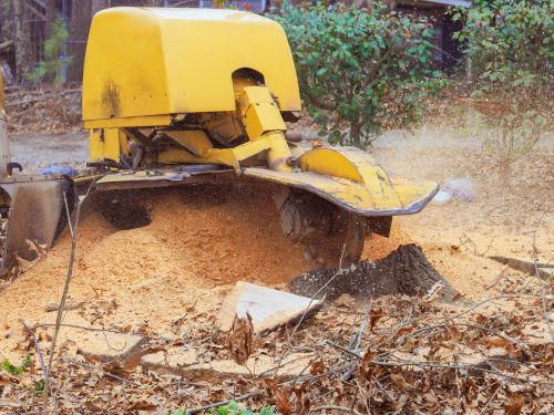 Stump Grinding in Green Bay