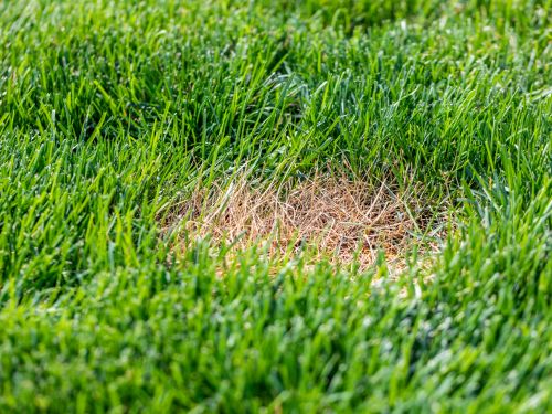 Manitowoc Lawn Installation