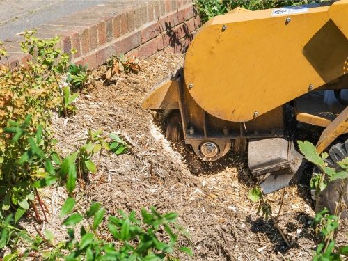 Appleton Tree Removal