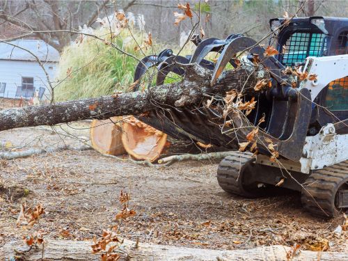 Manitowoc Tree Removal