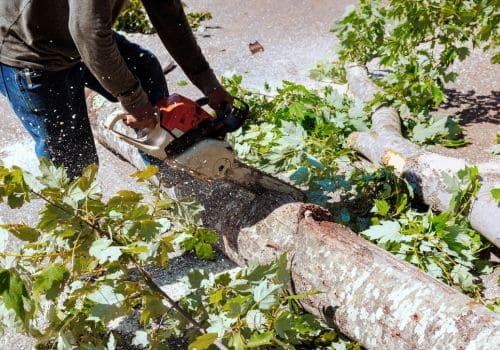 Green Bay Tree Removal